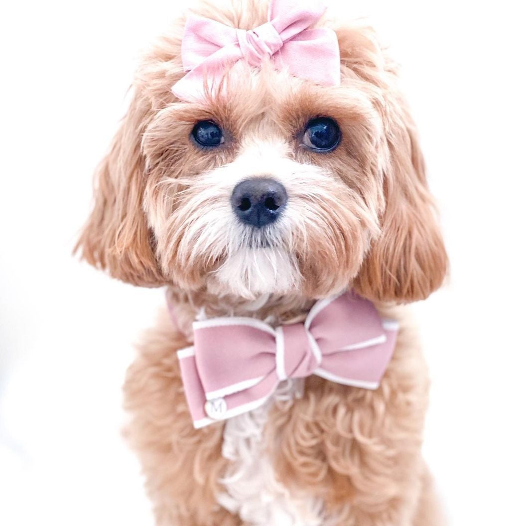 oxford dog bow tie pink